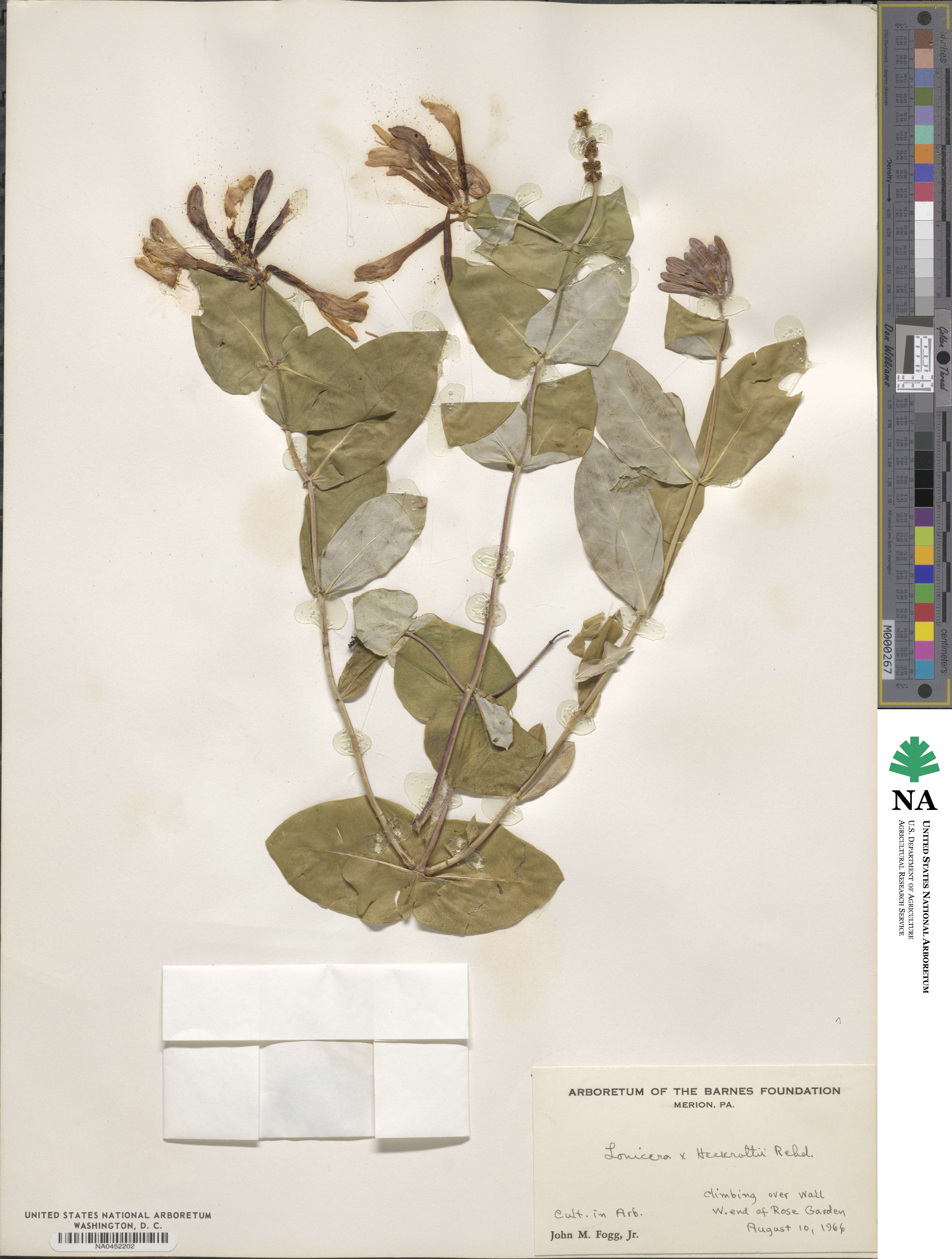 Lonicera heckrottii image