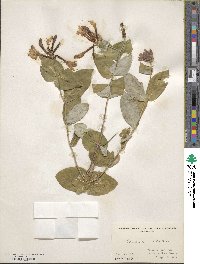 Lonicera heckrottii image