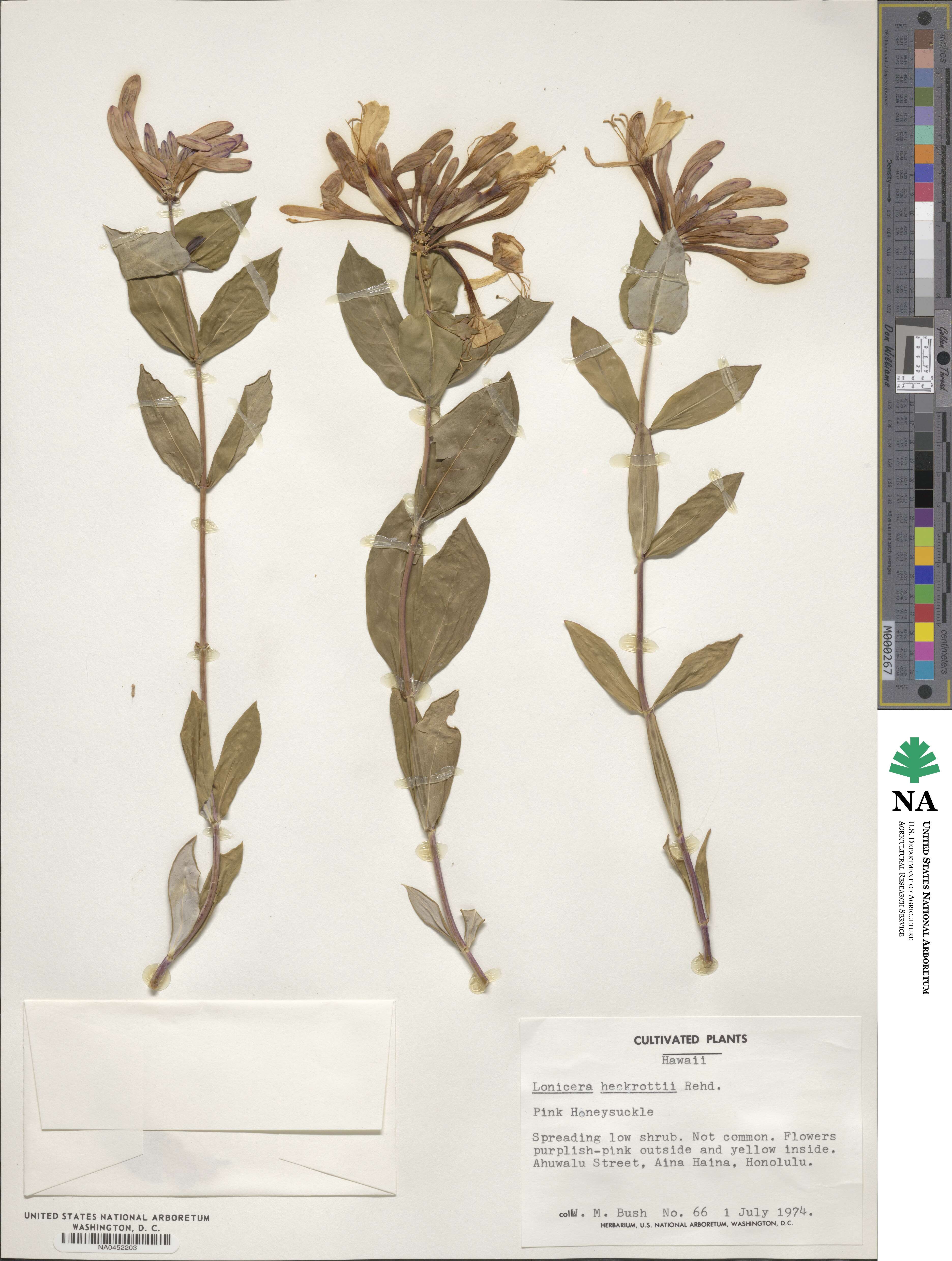 Lonicera heckrottii image