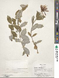 Lonicera heckrottii image