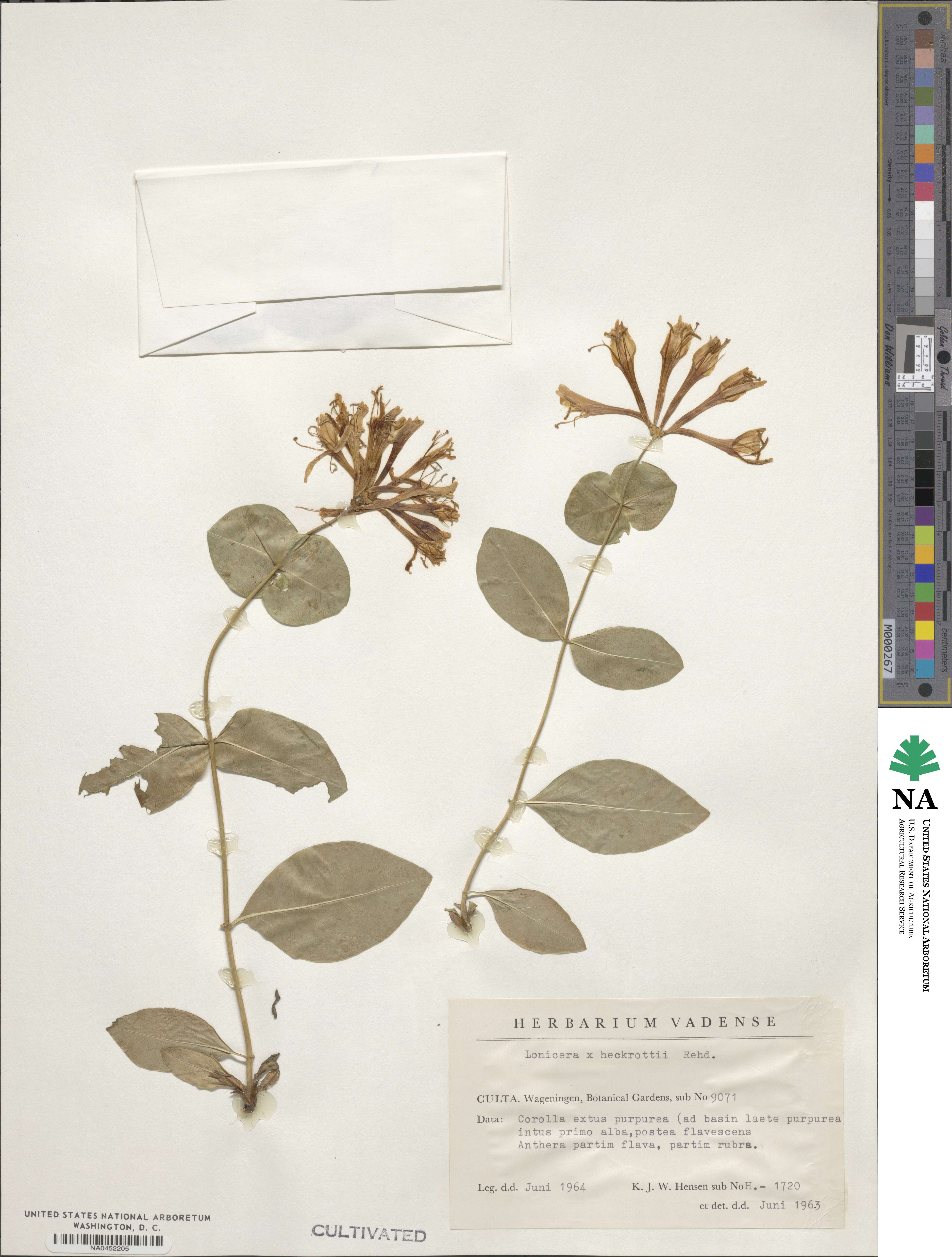 Lonicera heckrottii image