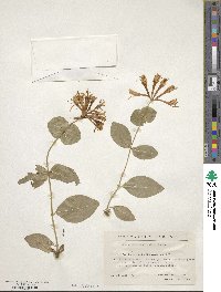 Lonicera heckrottii image