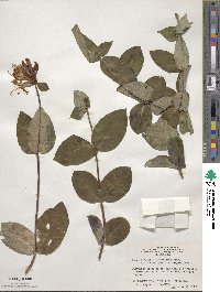 Lonicera heckrottii image