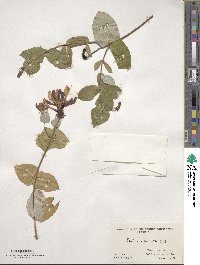 Lonicera heckrottii image