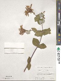 Lonicera heckrottii image