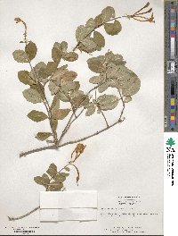 Lonicera heckrottii image