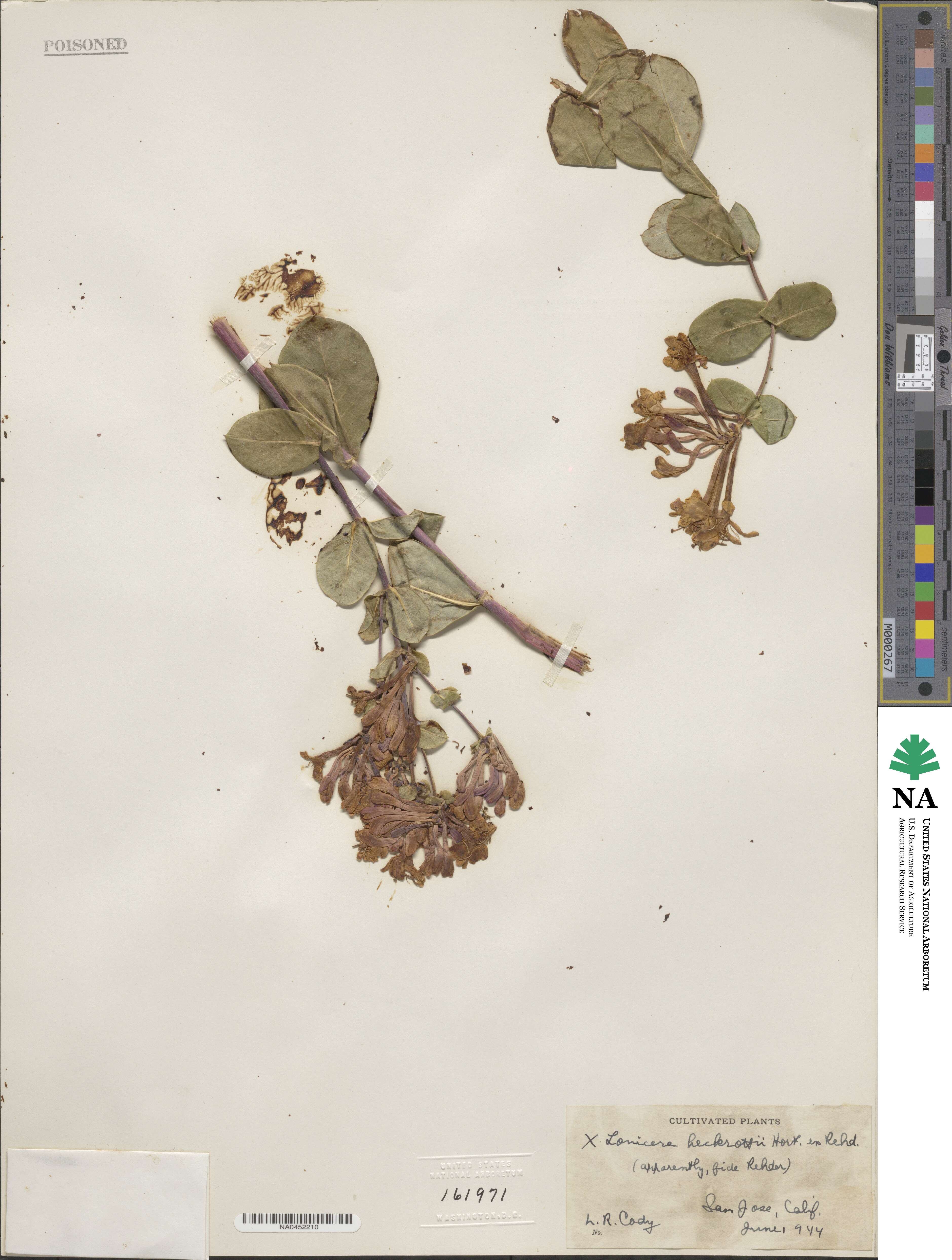 Lonicera heckrottii image