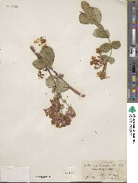 Lonicera heckrottii image