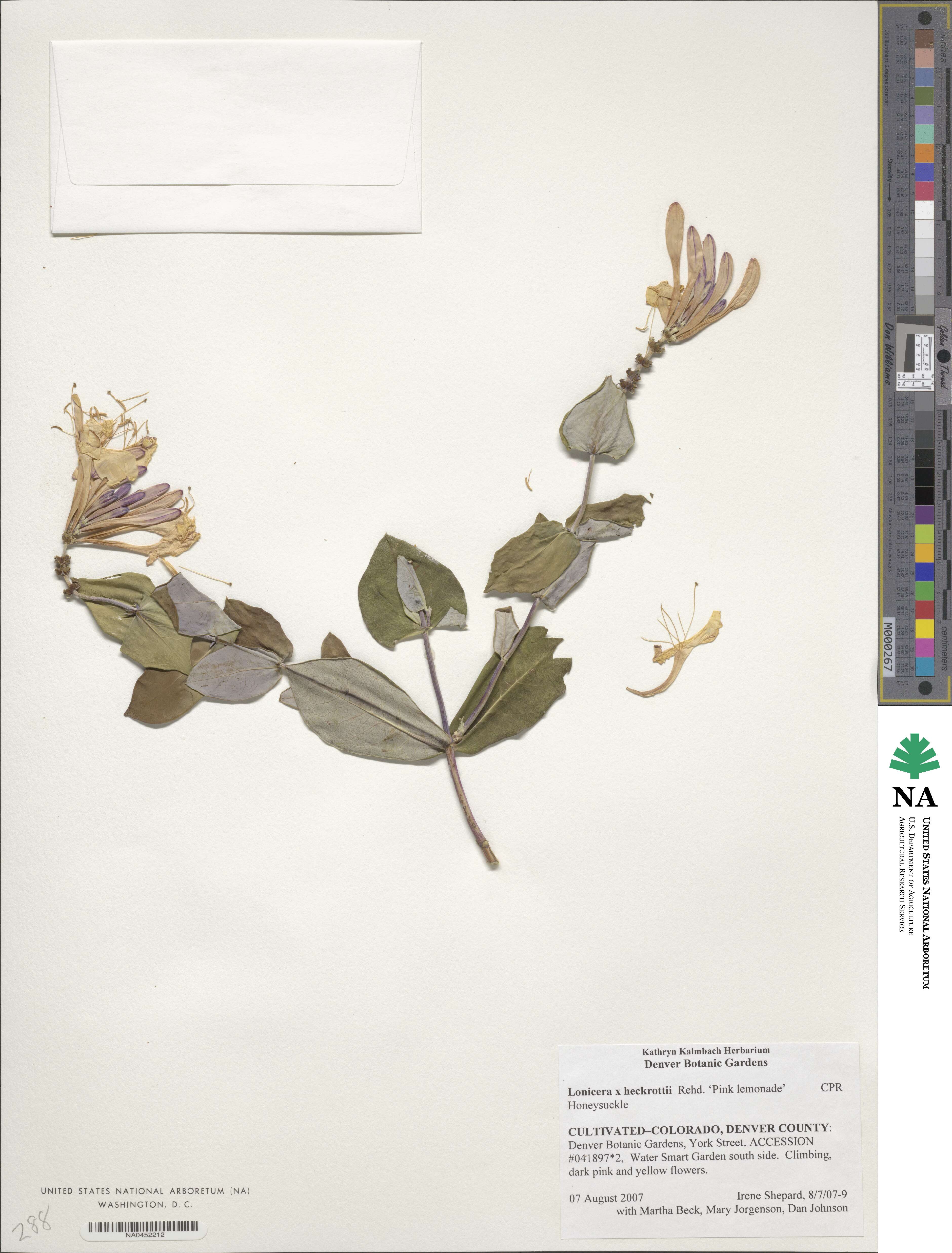 Lonicera heckrottii image