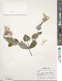 Lonicera heckrottii image