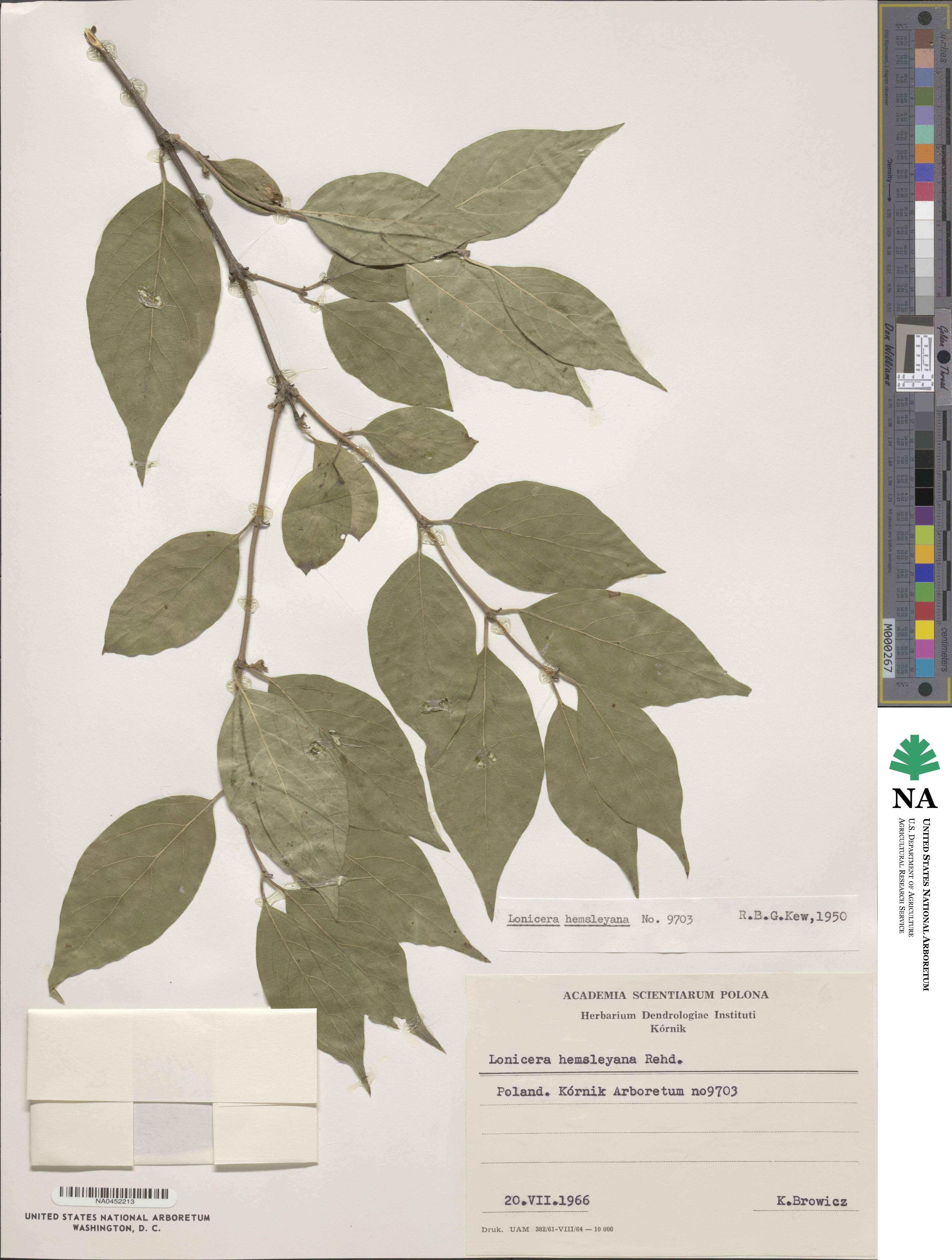 Lonicera webbiana image