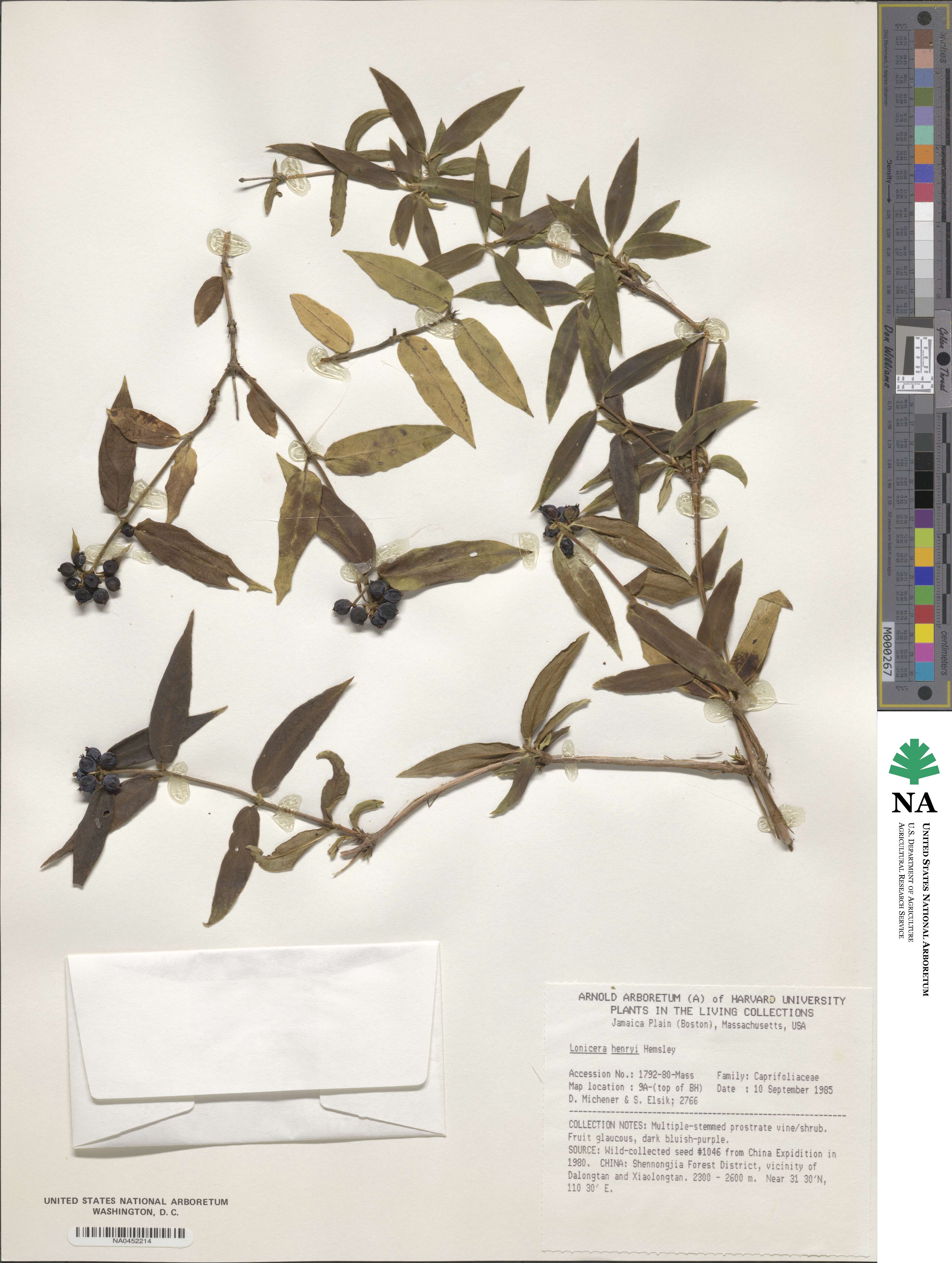 Lonicera acuminata image