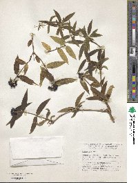 Lonicera acuminata image