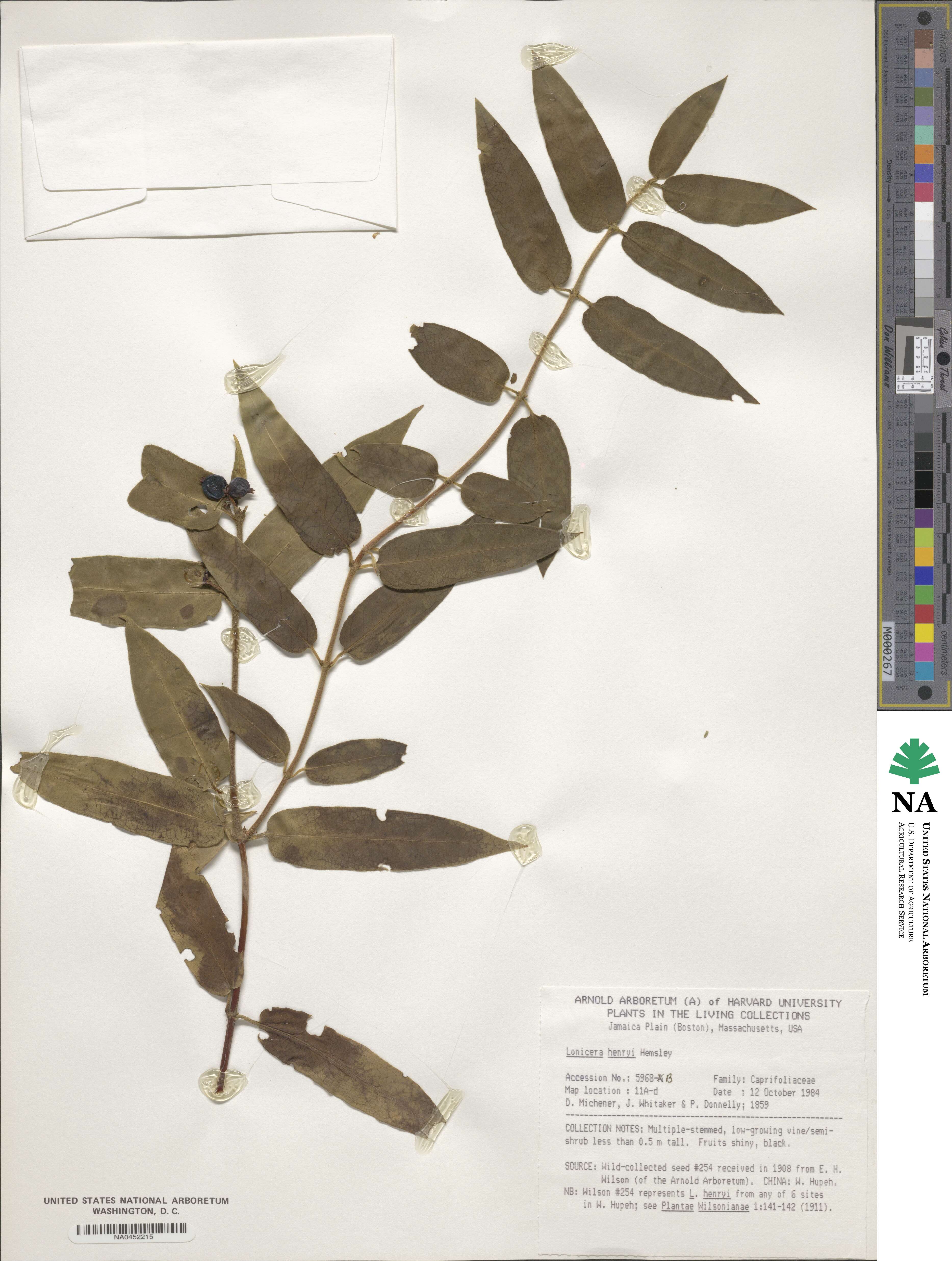 Lonicera acuminata image