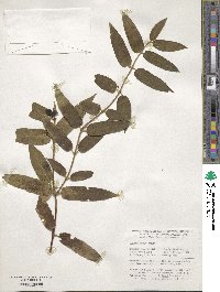 Lonicera acuminata image