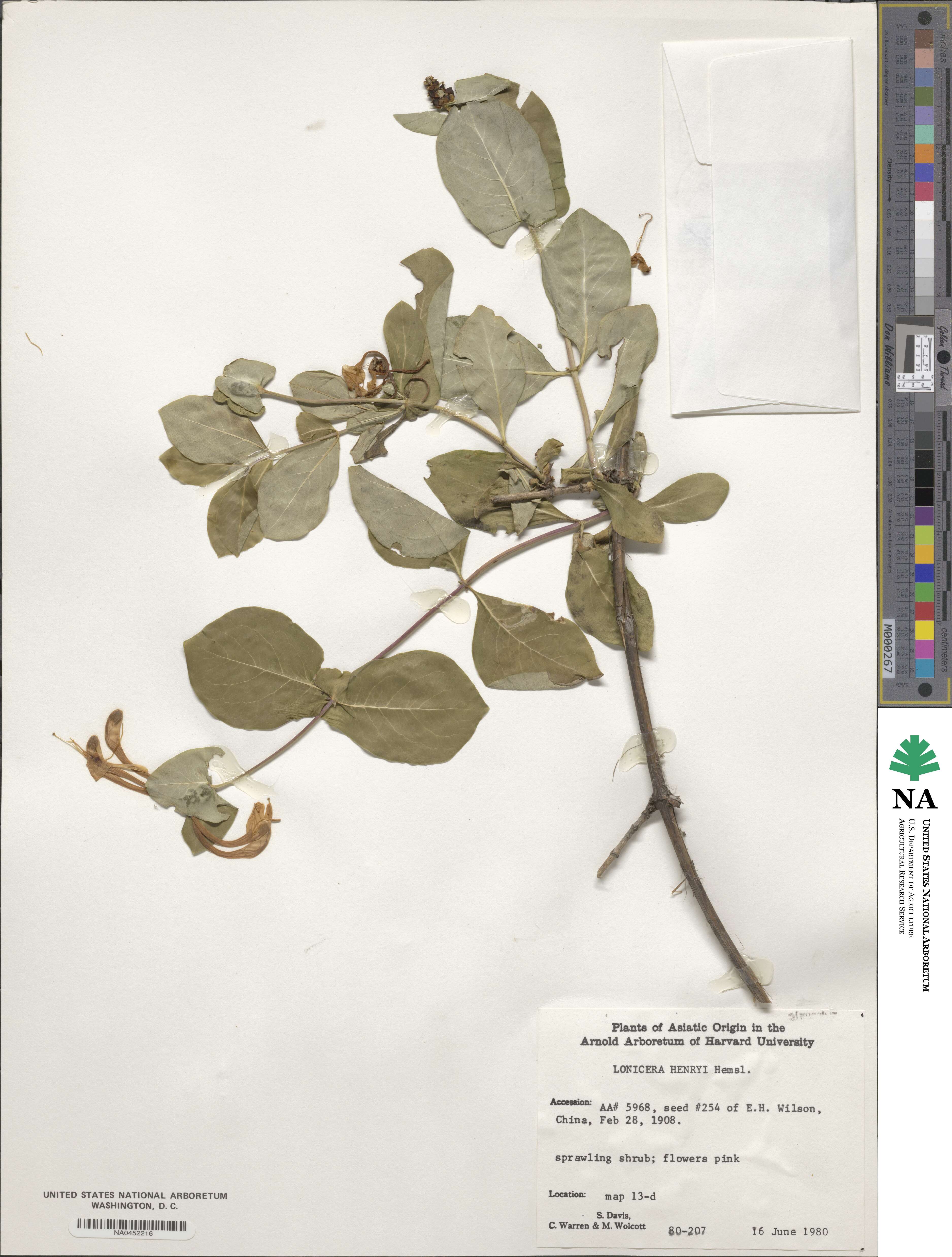 Lonicera acuminata image