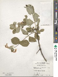 Lonicera acuminata image