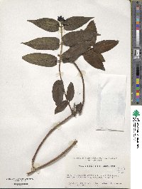 Lonicera acuminata image