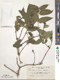 Lonicera acuminata image