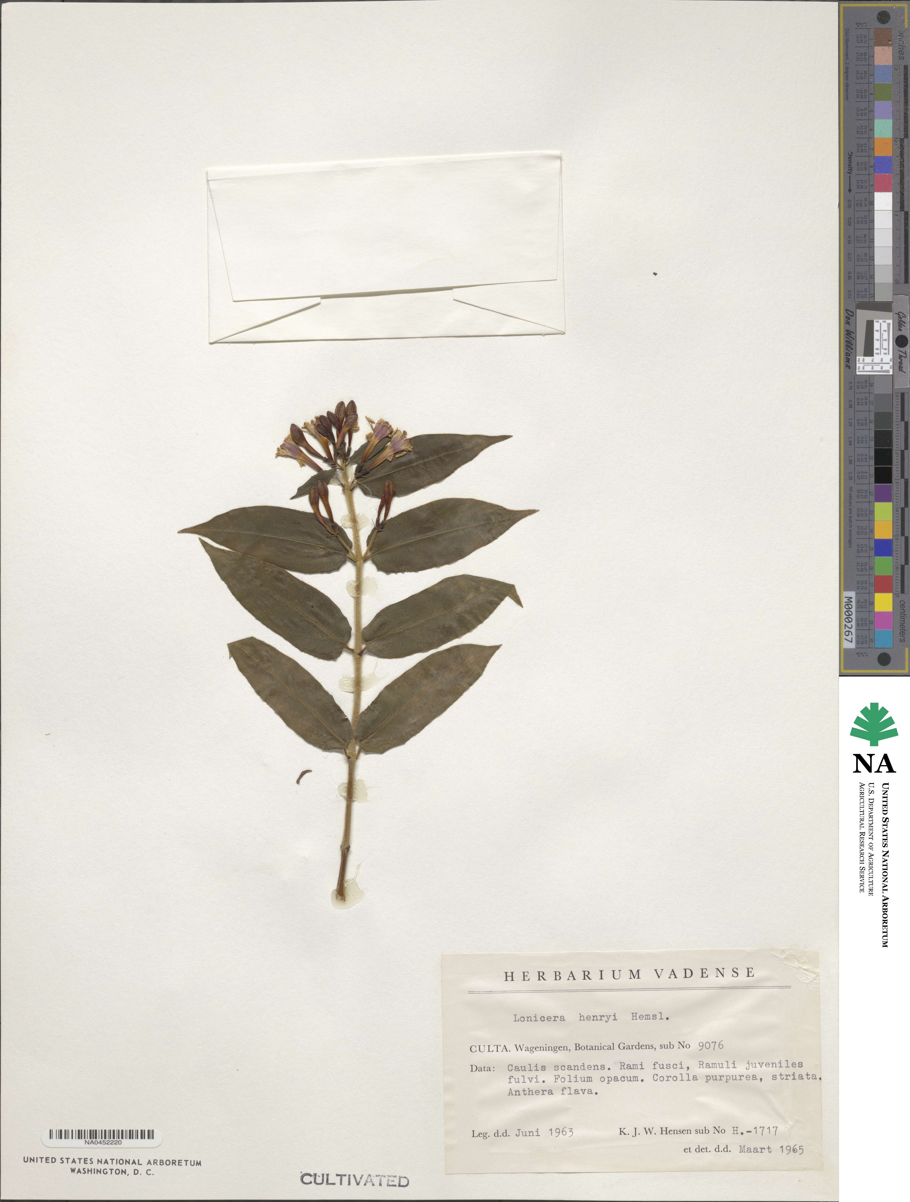 Lonicera acuminata image