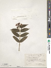 Lonicera acuminata image