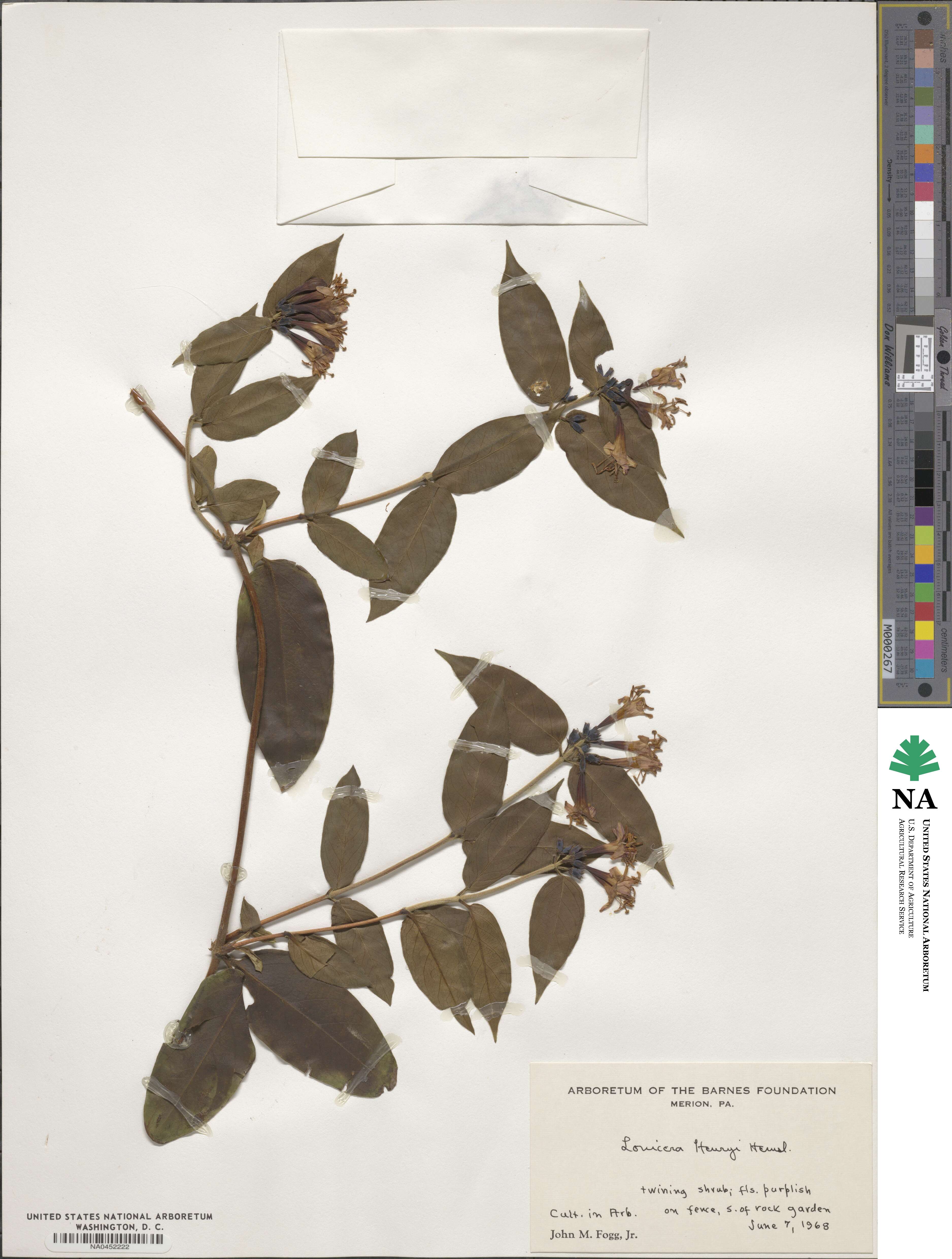 Lonicera acuminata image