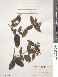 Lonicera acuminata image