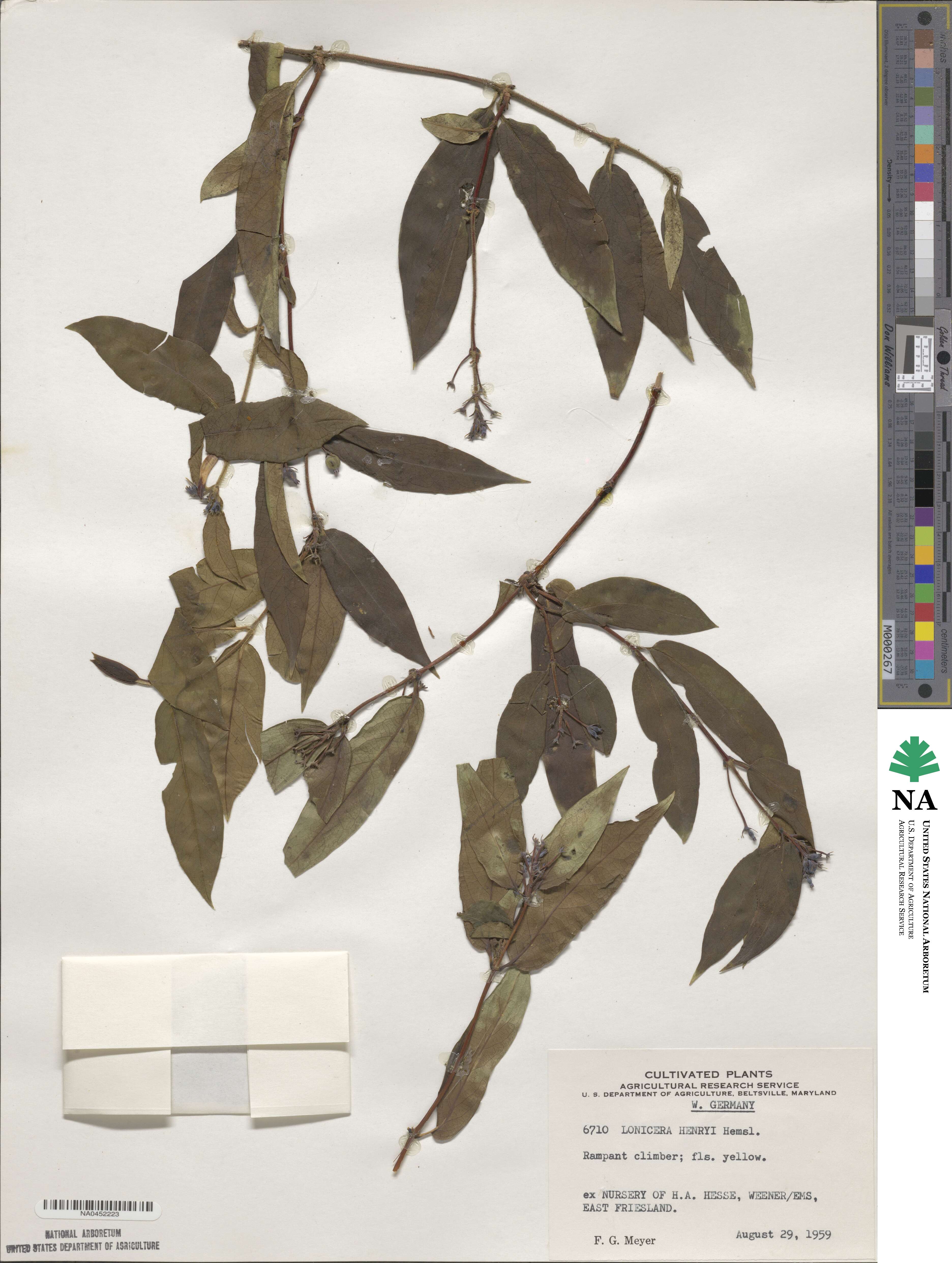 Lonicera acuminata image