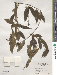 Lonicera acuminata image