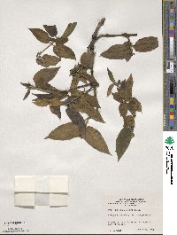 Lonicera acuminata image