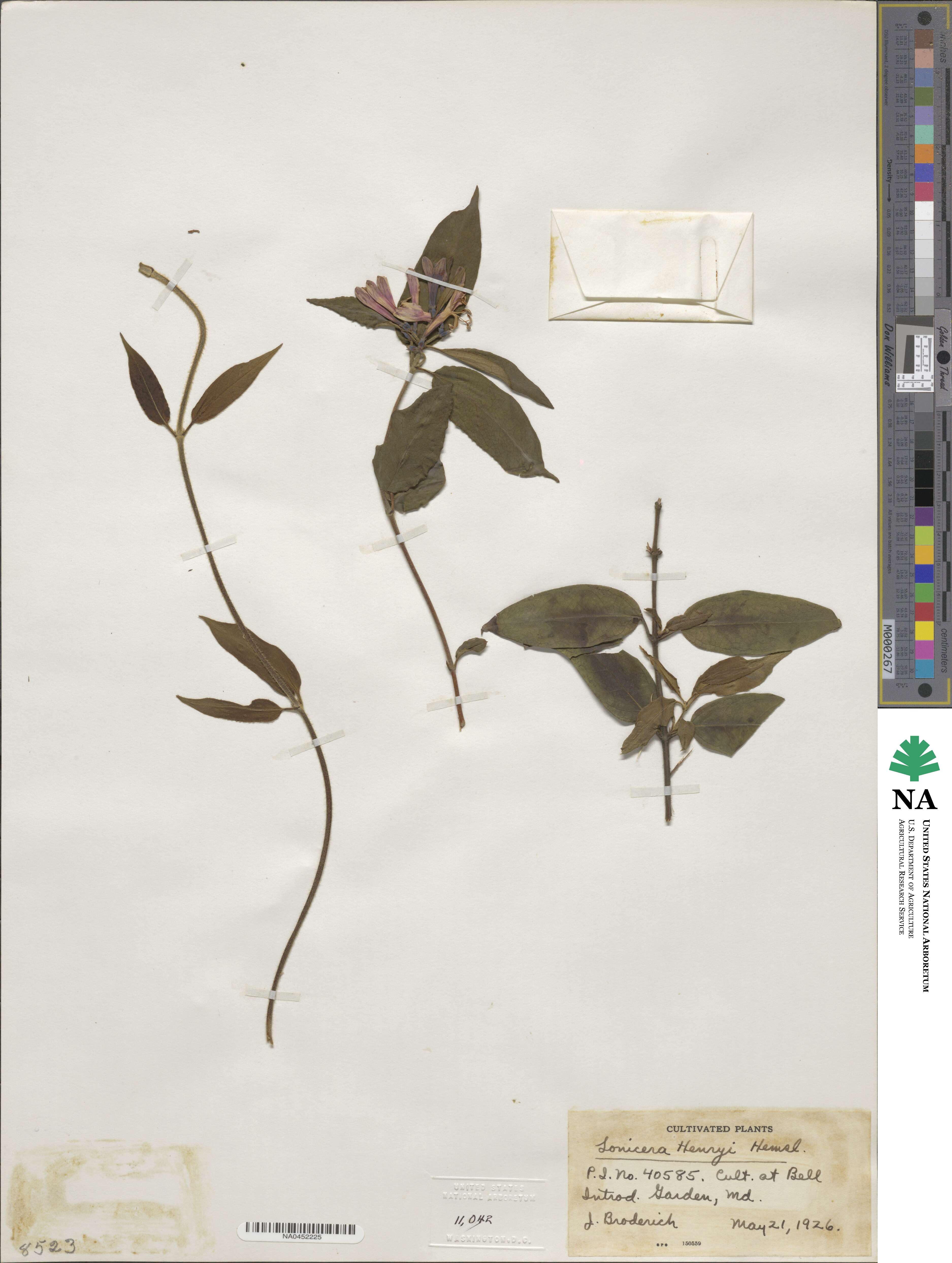 Lonicera acuminata image