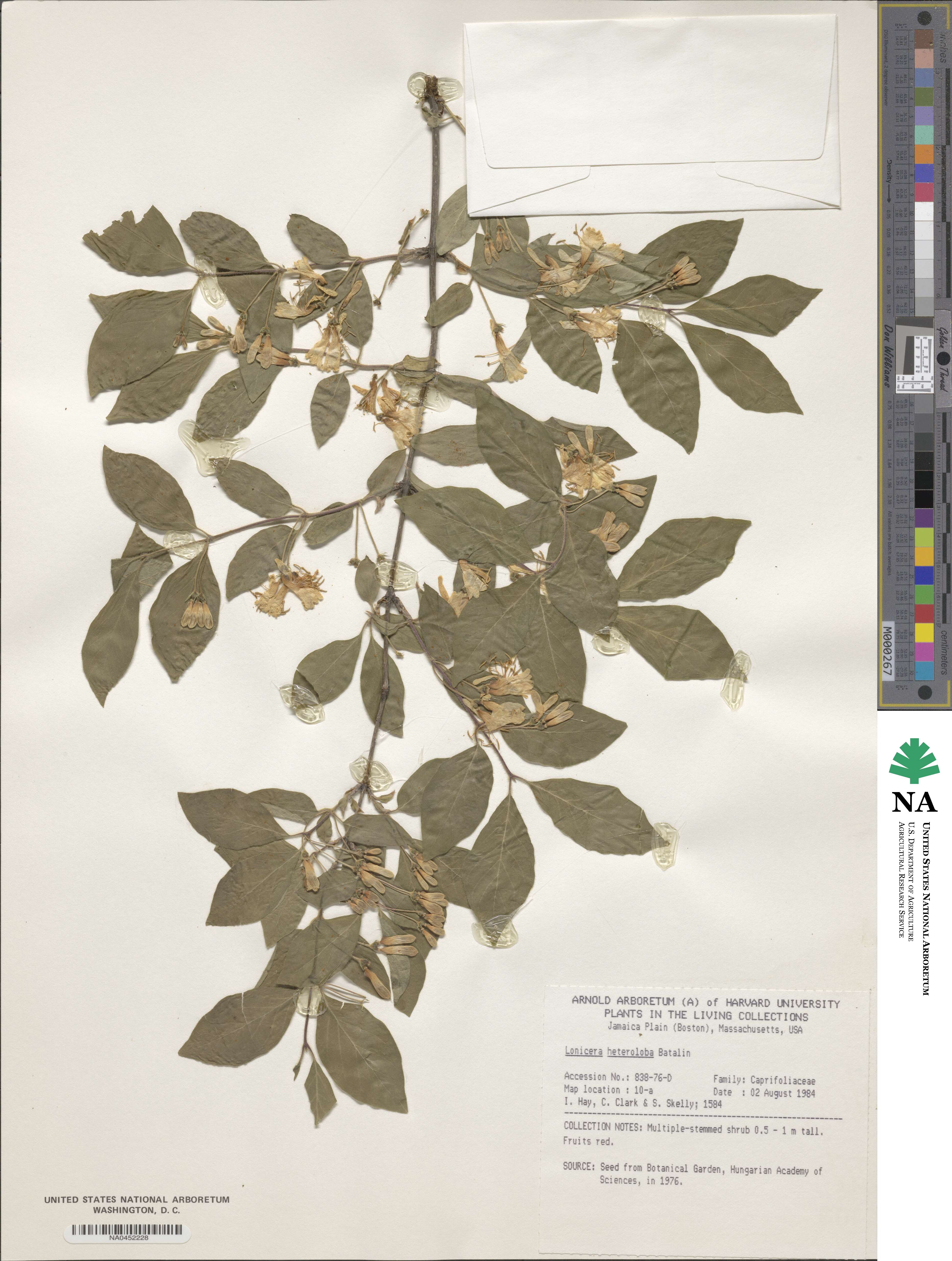 Lonicera webbiana image