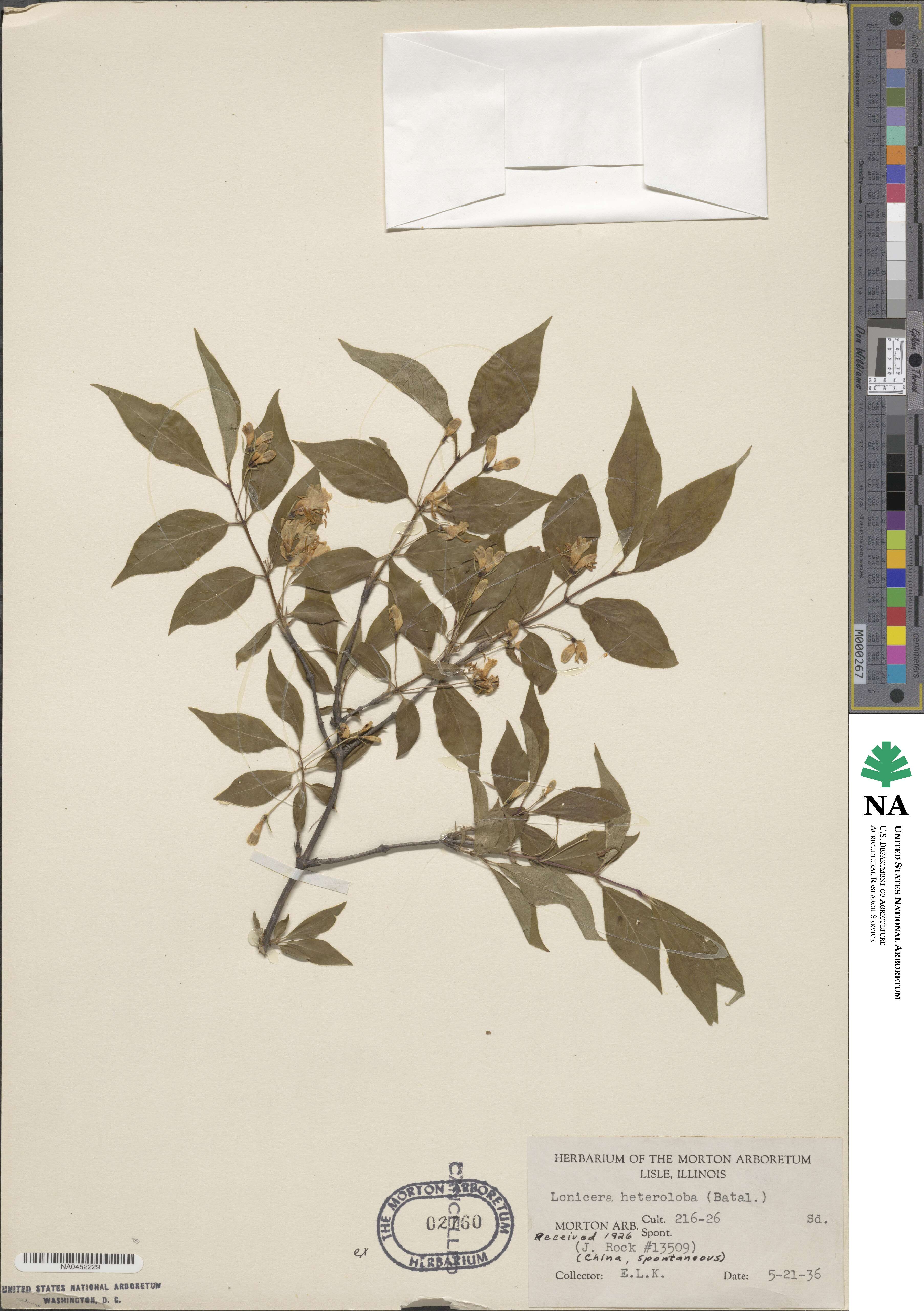 Lonicera webbiana subsp. webbiana image