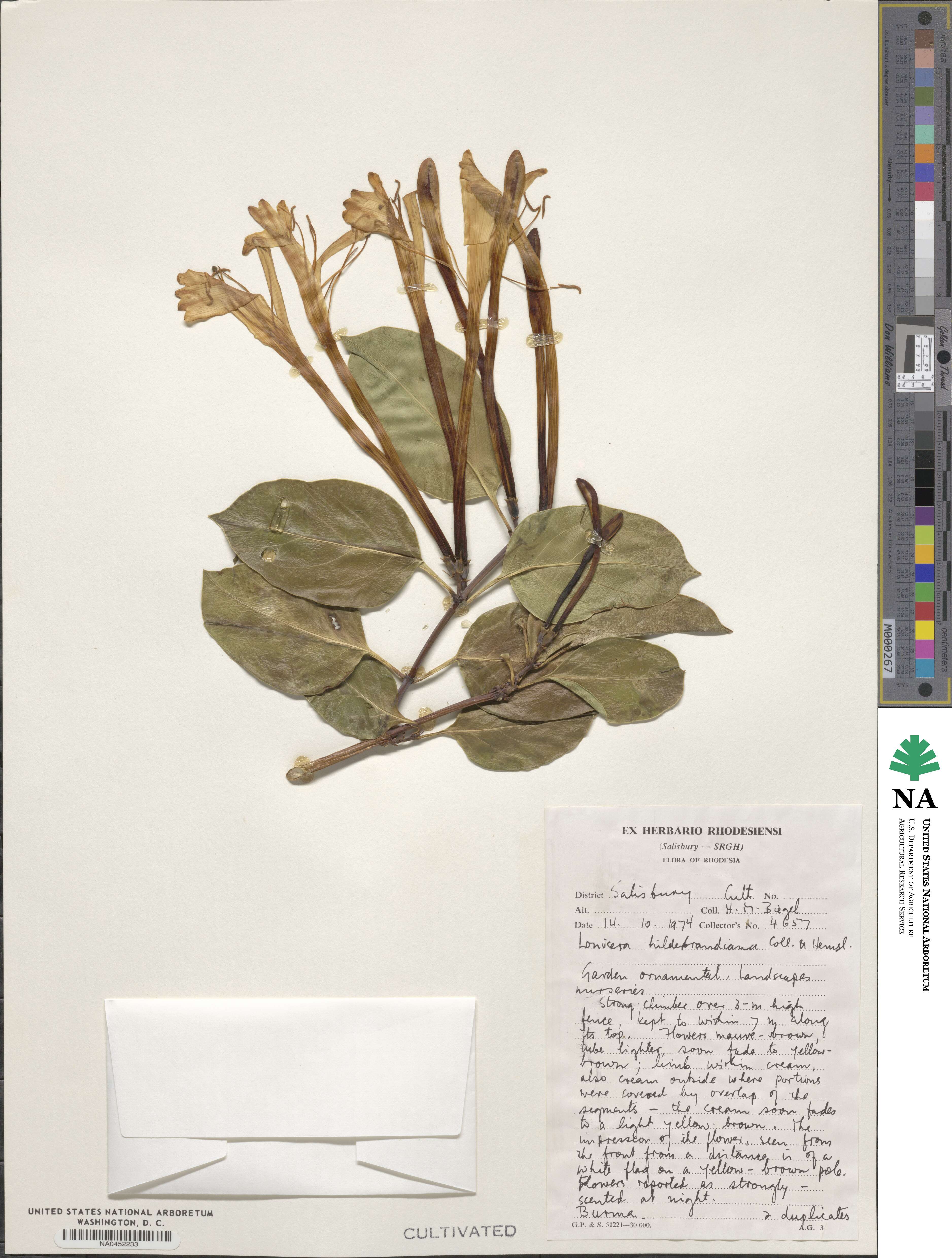 Lonicera hildebrandiana image