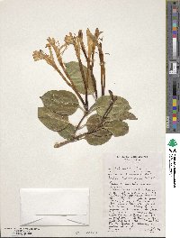 Lonicera hildebrandiana image