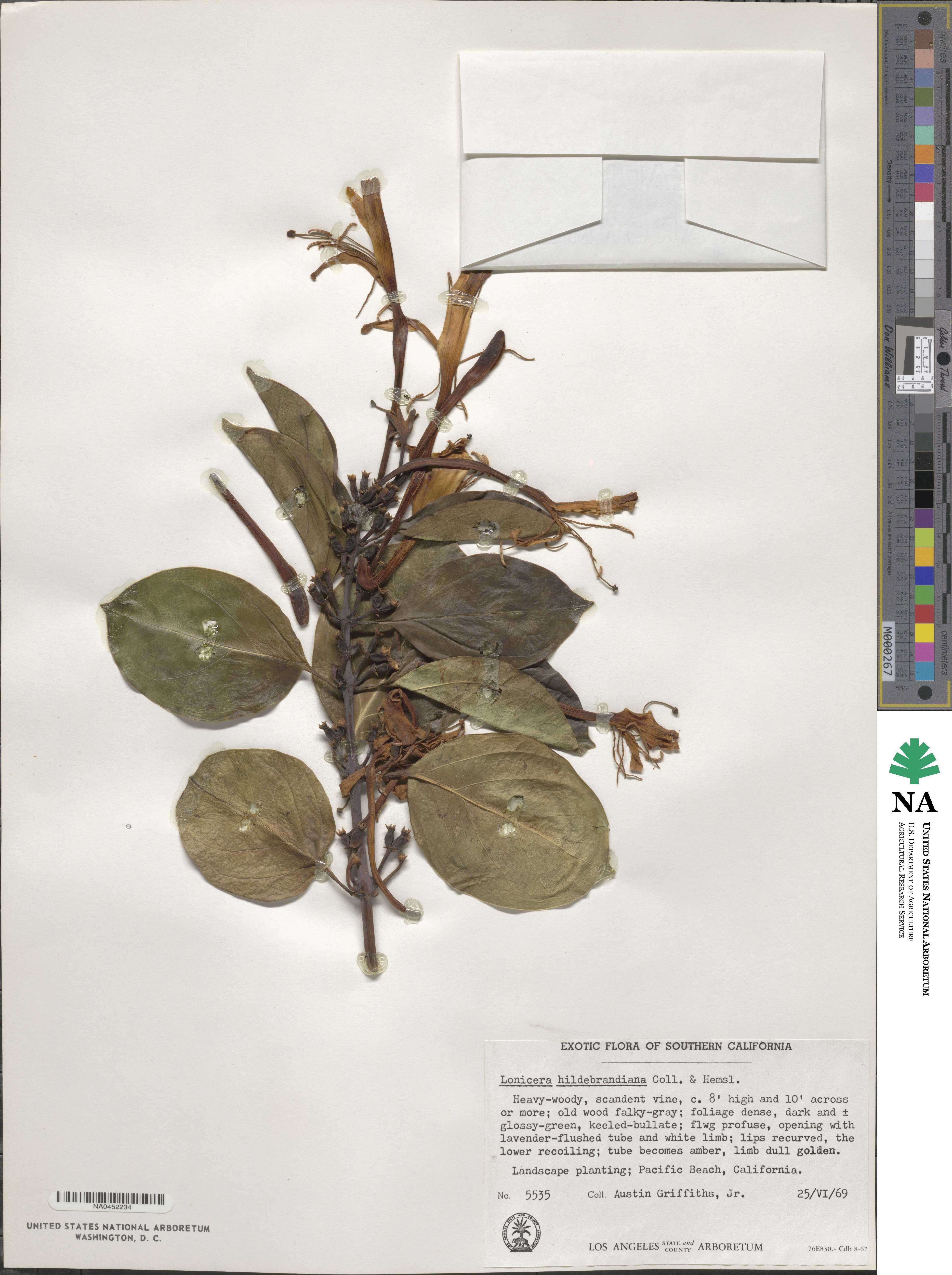Lonicera hildebrandiana image