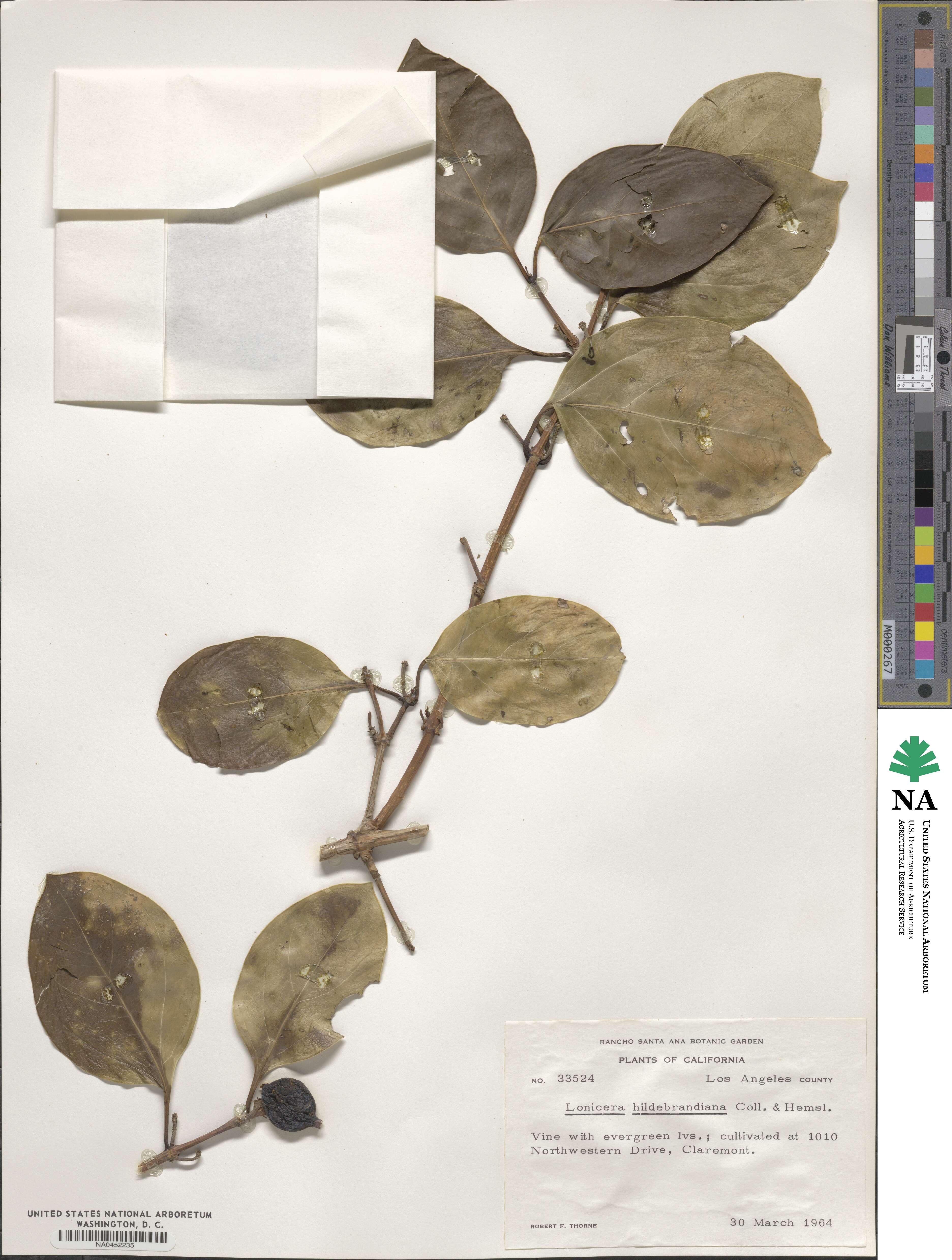 Lonicera hildebrandiana image