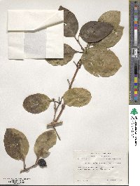 Lonicera hildebrandiana image