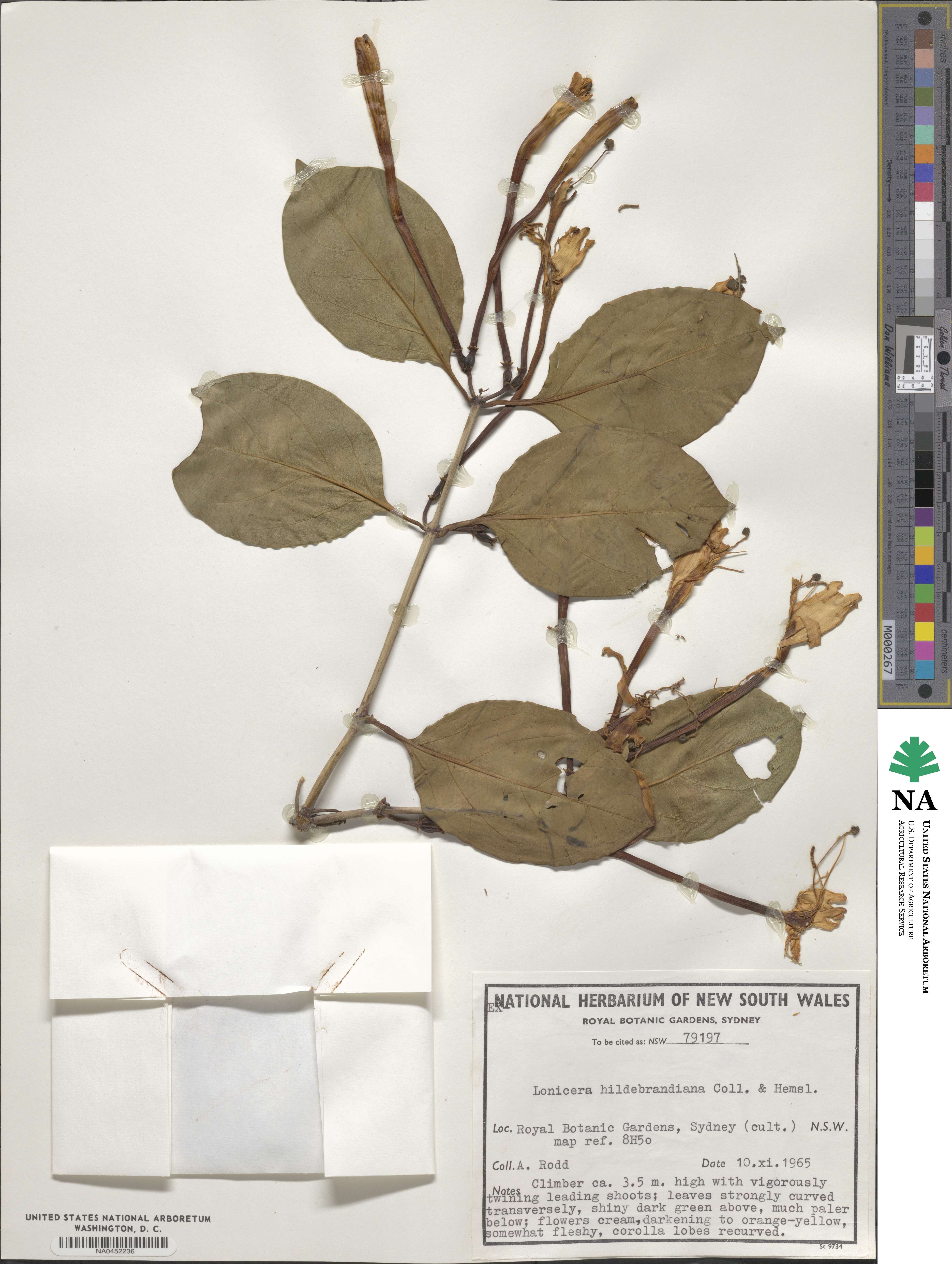 Lonicera hildebrandiana image