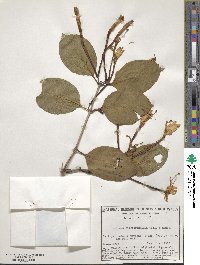 Lonicera hildebrandiana image