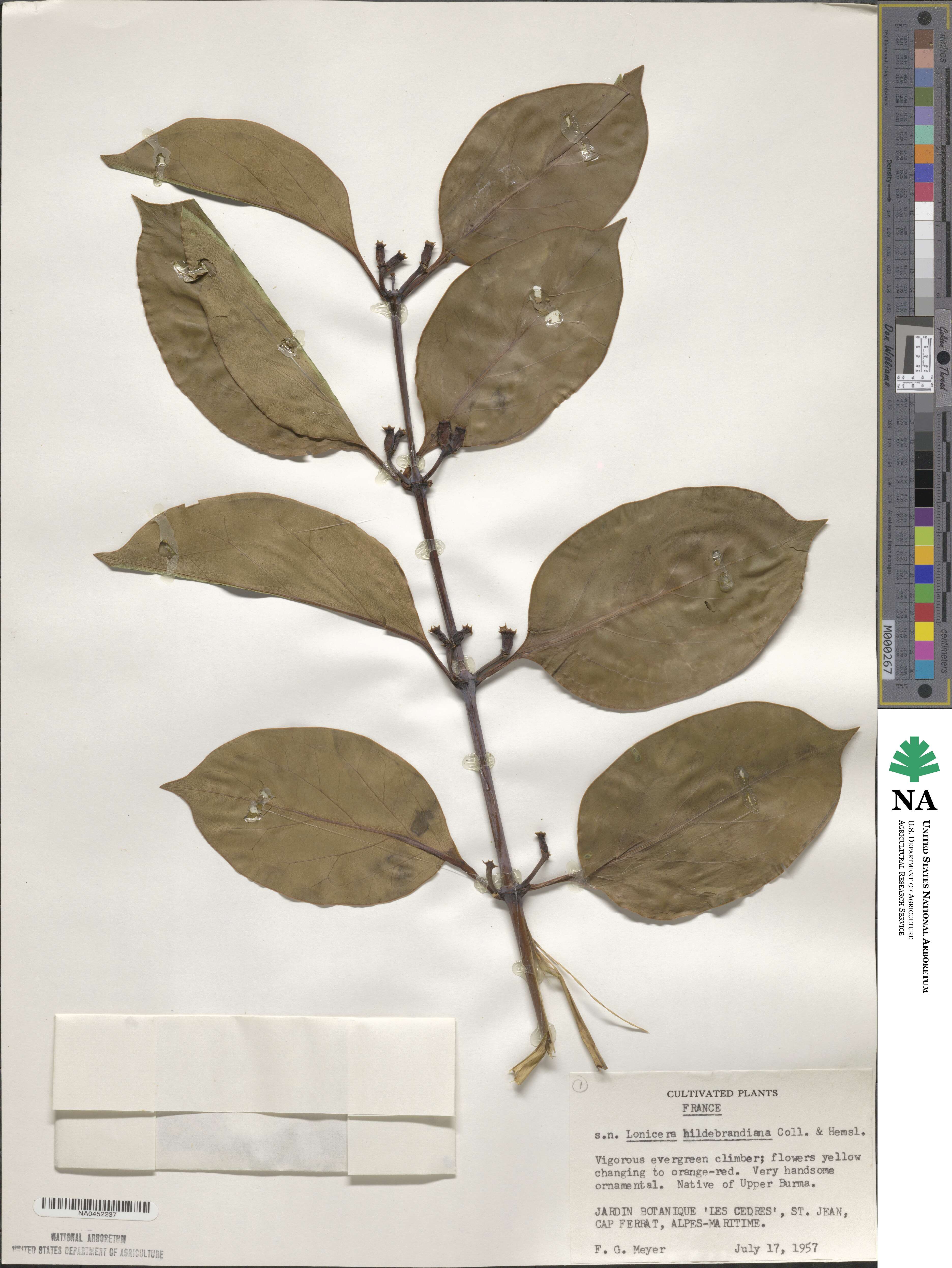 Lonicera hildebrandiana image