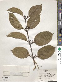 Lonicera hildebrandiana image