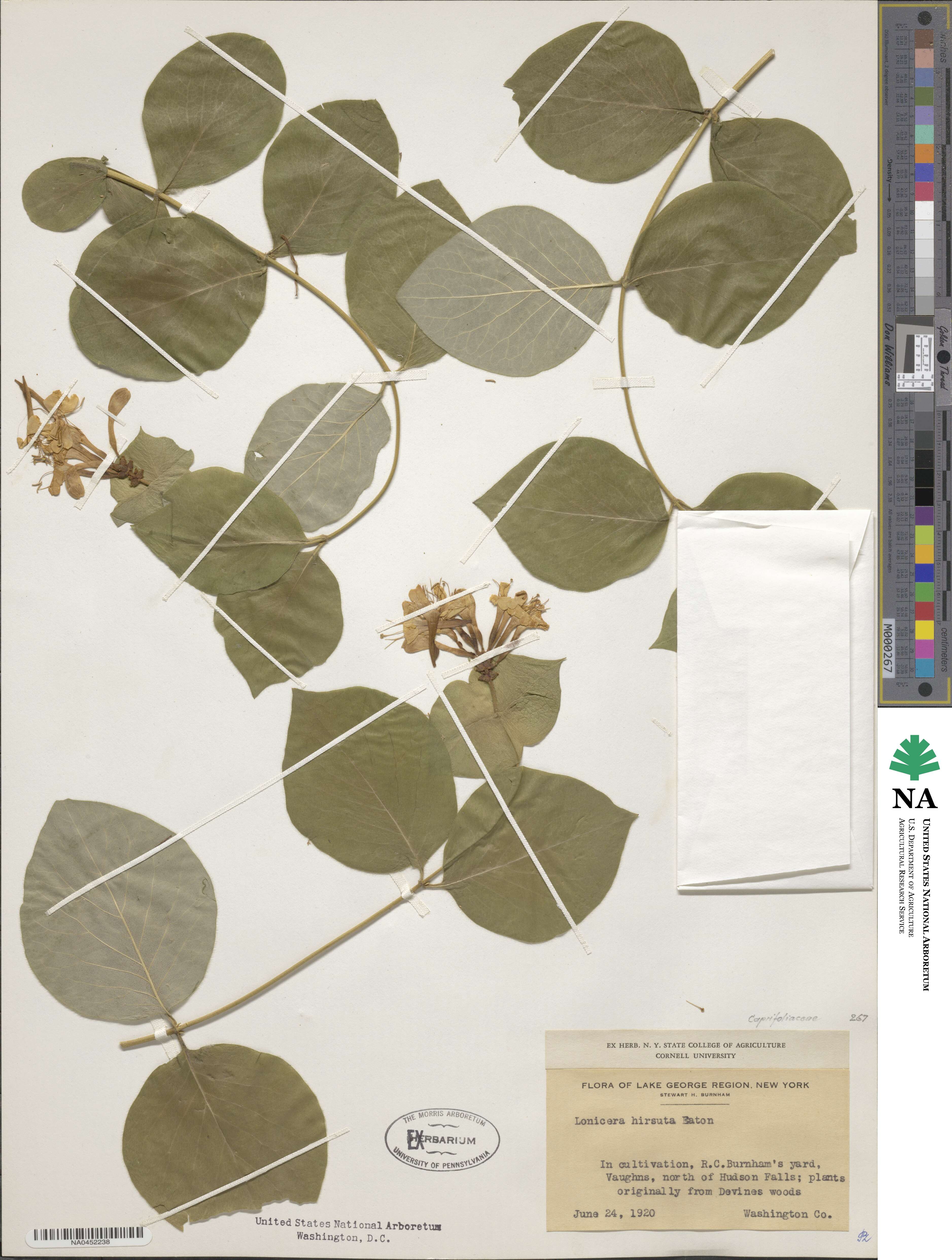 Lonicera hirsuta image