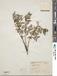 Lonicera hispidula image