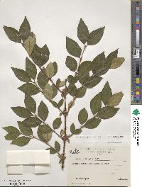 Lonicera hispidula image