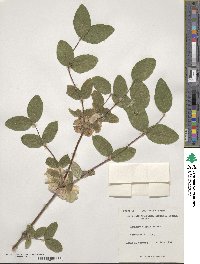 Lonicera hispidula image