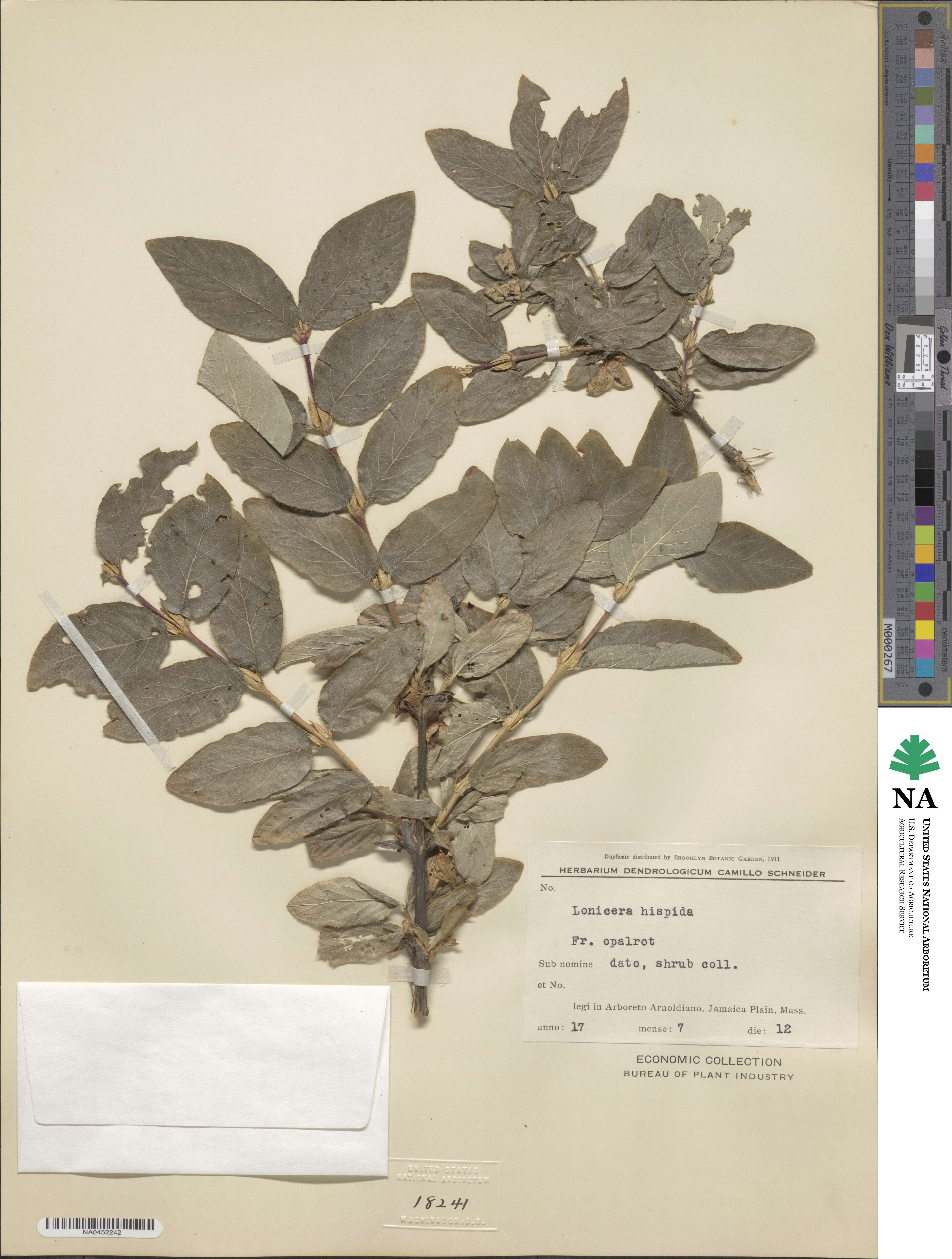 Lonicera hispidula image