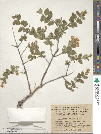 Lonicera iberica image