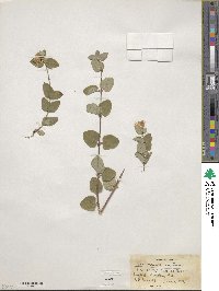 Lonicera iberica image