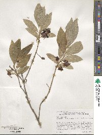 Lonicera involucrata image